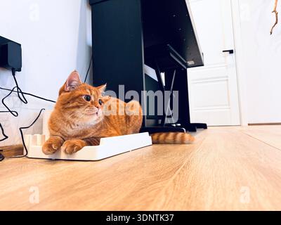 gatto dello zenzero appoggiato sul caricabatterie dell'aspirapolvere a casa Foto Stock