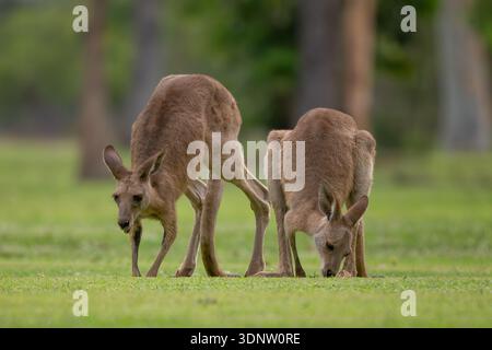Canguro grigio orientale - Macropus giganteus, grande marsupiale popolare trovato nel terzo orientale dell'Australia, Queensland. Foto Stock