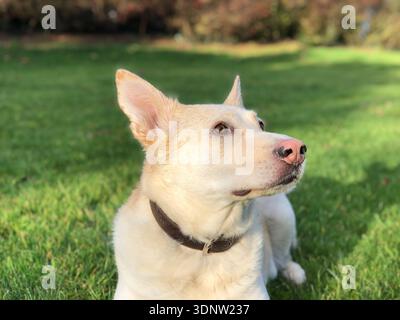 Cane con un naso rosa che guarda verso l'alto (mescola pastori tedeschi e husky). Foto Stock