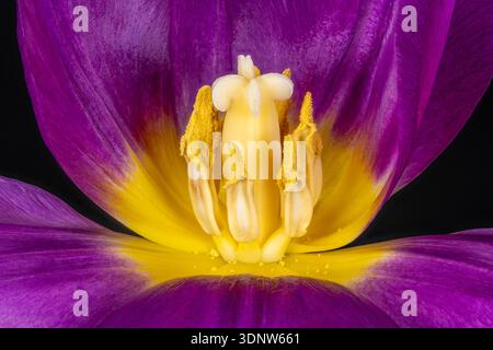 Un primo piano dell'interno di un fiore di tulipani viola. Questa immagine mostra lo stigma centrale sulla parte superiore dello stile circondato da anatre ricoperte di polline Foto Stock
