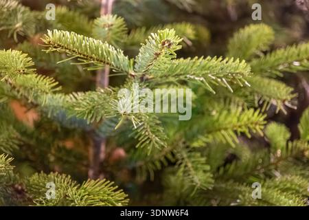 Un primo piano dettagliato di vivaci rami verdi sempreverdi che mostrano aghi delicati, evocano una fresca sensazione naturale e perfetta per Natale o se Foto Stock