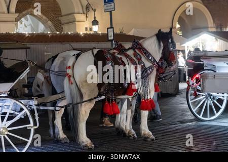 Cracovia, Polonia - 30 novembre 2025: Cavalli piebaldi ornati e carrozza bianca pronti per offrire tour tradizionali della città in una piazza storica Foto Stock