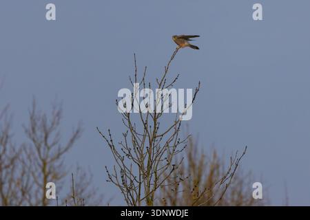 Kestrel era arroccato su un albero durante l'inverno. Foto Stock