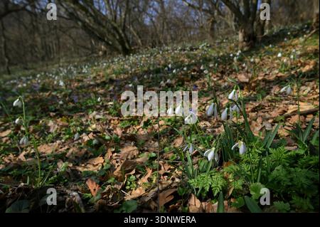 Close-up Snowdrops nella foresta primaverile mattutina Foto Stock