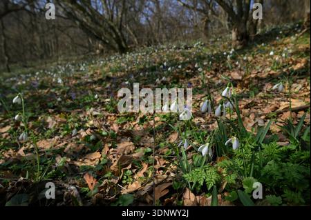 Close-up Snowdrops nella foresta primaverile mattutina Foto Stock