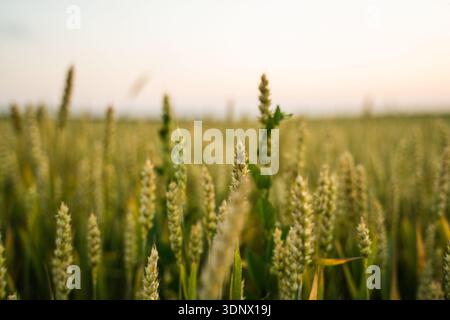 Grano coltivato in un vasto campo agricolo al tramonto Foto Stock