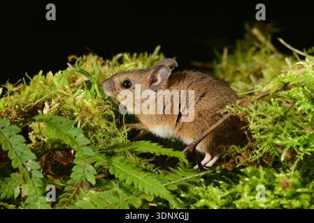 Wood mouse Apodemus sylvaticus Foto Stock