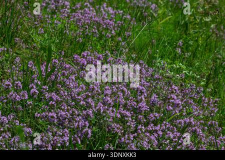 La lussureggiante crescita di Thymus serpyllum, caratterizzata da fitti ammassi di piccoli fiori rosa-viola, prospera in un prato soleggiato che attrae farfalle e api in sintesi Foto Stock