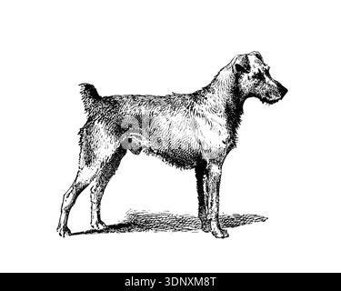 Illustrazione di cani, disegno a inchiostro fatto a mano, isolato su sfondo bianco, pelliccia realistica e dettagliata, stile di incisione moderno e pulito. Irish Terrier Foto Stock