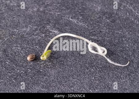 I semi germogliati di piante di canapa sono pronti per la semina su fondo di pietra grigia. Coltivazione di cannabis Foto Stock