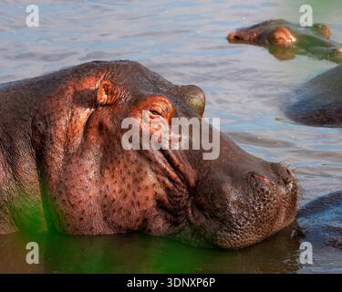 Vista ravvicinata di un tranquillo ippopotamo che riposa parzialmente sommerso nelle tranquille acque della Tanzania. Questa immagine evidenzia la texture unica e. Foto Stock