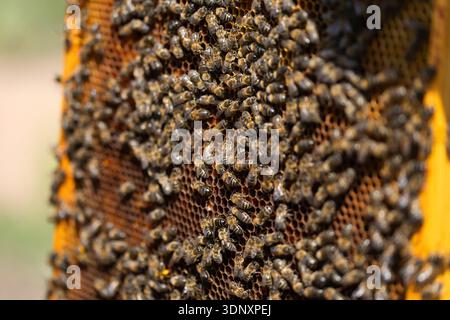 Primo piano di un vivace sciame di api che copre un nido d'ape. Questa immagine evidenzia il ruolo cruciale delle api nell'impollinazione, nell'apicoltura e nella promozione Foto Stock