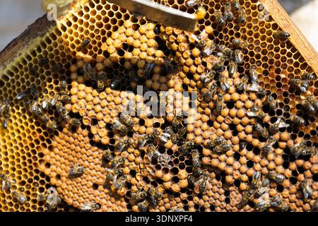 Primo piano di api mellifere che lavorano diligentemente su un favo, mostrando l'importanza degli impollinatori nell'apicoltura e nella sostenibilità ambientale. Una na Foto Stock