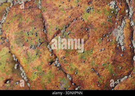 Primo piano di una roccia colorata che si trova su una spiaggia delle Asturie, in Spagna, ricoperta da vibranti alghe verdi. I motivi intricati e i gruppi di barnacle evidenziano Foto Stock