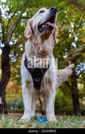 Un gioioso Golden retriever si erge in un lussureggiante parco verde, indossando un'imbracatura. Il cane sembra felice, circondato dalla natura, con una palla blu sul gra Foto Stock