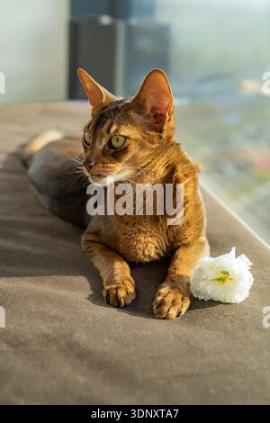 Un elegante gatto abissino sdraia comodamente su un morbido divano accanto a un delicato fiore bianco, crogiolandosi nel calore della luce naturale che scorre attraverso Foto Stock