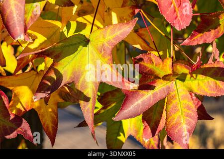 Una vista ravvicinata delle vibranti foglie autunnali che mostrano un incredibile mix di sfumature rosse, gialle e verdi, illuminate dalla luce del sole che emettono ombre delicate, e. Foto Stock