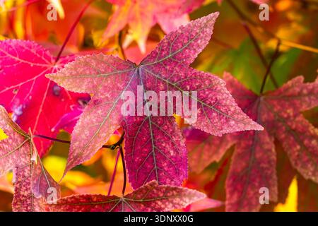 Uno scatto ravvicinato di vivaci foglie autunnali con una ricca gamma di colori, tra cui rosso, rosa e arancione. Gli intricati motivi venosi evidenziano il Foto Stock