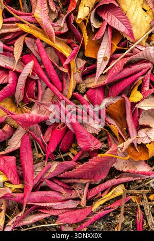 Una vista ravvicinata delle foglie autunnali cadute che mostrano una serie di vivaci tonalità di rosso e oro, creando un motivo naturale colorato e strutturato sulla facciata Foto Stock