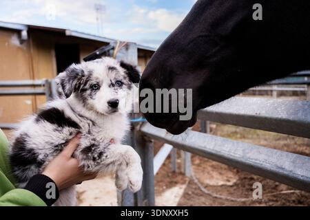 Persona irriconoscibile corta che tiene un cucciolo di Border collie mentre incontra un cavallo nero in una fattoria. L'ambientazione serena mette in risalto il sesso degli animali Foto Stock