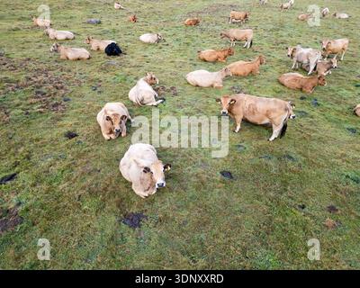 Una tranquilla scena di mucche che si rilassano su un lussureggiante prato verde nei Pirenei, evidenziando la tranquillità rurale. La mandria gode dello spazio aperto, incarnando il pacco Foto Stock
