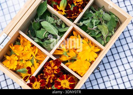 Una scatola di legno contiene foglie di menta fresche, calendula arancione brillante e vivaci fiori di calendula, esposti su un panno a quadri, che mostra una eart naturale Foto Stock