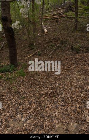Pini abbattuti sul pendio della foresta con foglie secche e sottobosco nel bosco primaverile Foto Stock