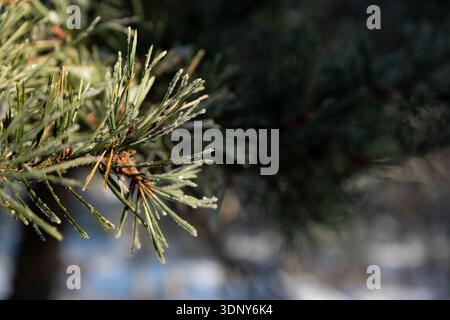 Primo piano di aghi di pino ricoperti di gelo in una giornata invernale di sole Foto Stock