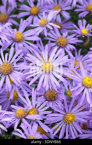 Aster amellus King George, Italian aster King George, perenne con fiori viola in tarda estate e autunno Foto Stock