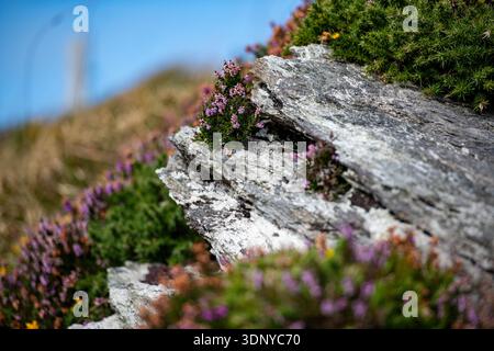 l'erica selvatica e le gorse fioriscono intorno alle rocce grigie nella campagna irlandese, nella contea di Kerry, Irlanda Foto Stock