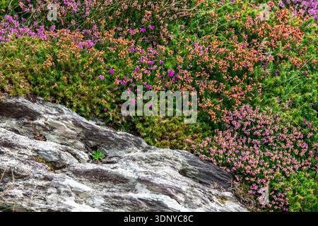 l'erica selvatica e le gorse fioriscono intorno alle rocce grigie nella campagna irlandese, nella contea di Kerry, Irlanda Foto Stock
