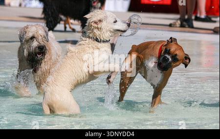Un cane pugile e un cane di razza mista che giocano in acqua in una piscina aperta giorno Foto Stock