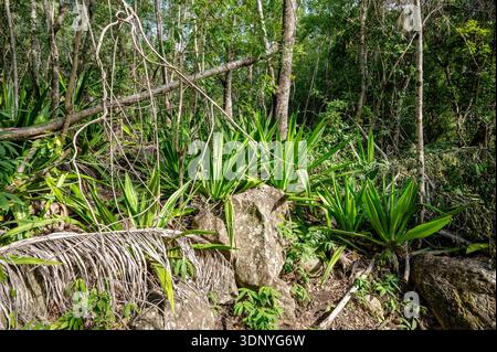 Sottobosco tropicale nella foresta di la Providence lungo il sentiero escursionistico GR R2, la Réunion, Francia Foto Stock