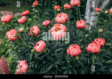 Peonia erbacea fascino Corallo in giardino fiori Foto Stock
