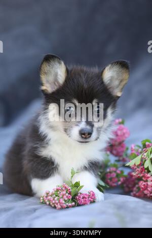 Carino cucciolo gallese di corgi pembroke. Simpatico piccolo cane con fiori primaverili Foto Stock