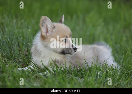 Carino cucciolo gallese di corgi pembroke. Divertente cane piccolo nell'erba Foto Stock