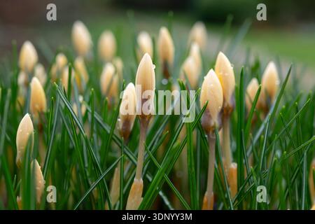 Gruppo di Crocus Chrysanthus di colore giallo pallido "Cream Beauty" che emerge a fine inverno Foto Stock
