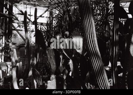 vari cactus (opuntia) con panano alla luce del giorno con ombre su pellicola in bianco e nero da 35 mm Foto Stock