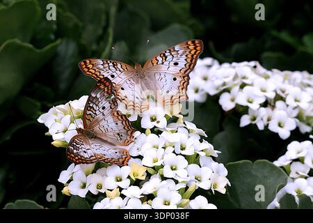 Una vivace scena naturale con due farfalle di pavone bianco arroccate su un gruppo di piccoli fiori bianchi. Foto Stock