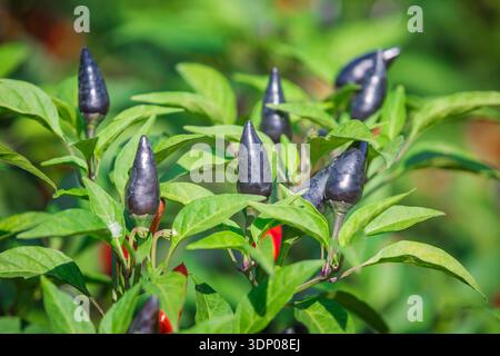 primo piano di peperoncino rosso e nero sull'albero Foto Stock