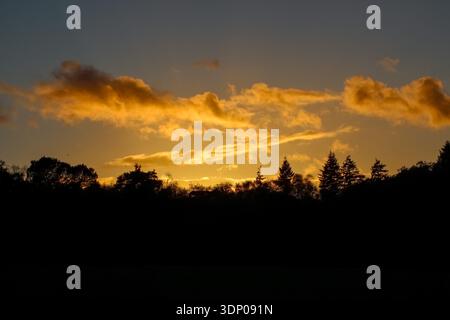 Un tramonto dorato si illumina dietro una sagoma scura di alberi sempreverdi. Le nuvole di colore ambra si estendono su un cielo blu profondo. Foto Stock