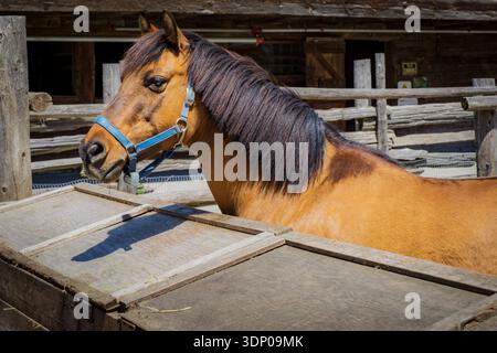 Profilo ravvicinato di un cavallo bruno che indossa un halter blu all'interno di una rustica stalla di legno in una giornata di sole Foto Stock