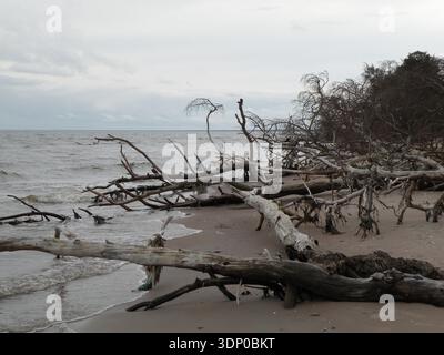 Alberi caduti lungo una costa sabbiosa del Mar Baltico vicino a Kolka Foto Stock