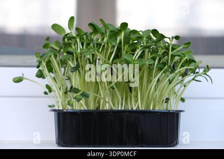 Microgreen di semi di girasole freschi che crescono in un vassoio di plastica nero, steli e foglie vivaci Foto Stock