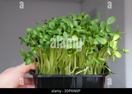 Microgreen di semi di girasole freschi che crescono in un vassoio di plastica nero, steli e foglie perfetti per una sana alimentazione. Foto Stock