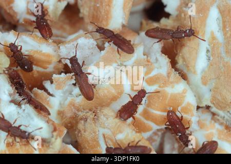 Scarabei da granella a denti di sega, Oryzaephilus surinamensis su cereali, fiocchi di grano. Un parassita di cibo in cucina e dispensa. Foto Stock