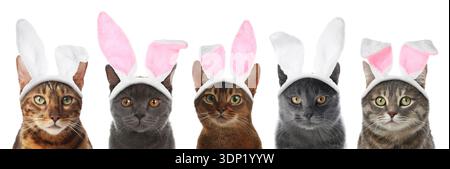 Simpatici gatti con orecchie coniglietto pasquale, fasce isolate su bianco, set Foto Stock