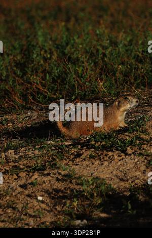 Due cani della prateria riposano insieme su un tumulo di tana in un campo erboso vicino a Denver, Colorado, Stati Uniti, uno rivolto verso l'alto e l'altro in basso accanto ad esso. Foto Stock