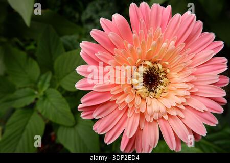 gerbera rosa vibrante margherita in piena fioritura con petali a strati e sfondo verde lussureggiante, perfetta per temi floreali e naturali Foto Stock