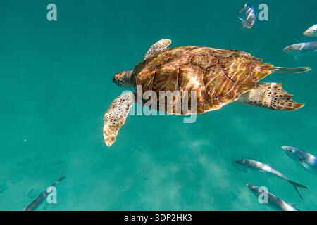 Una tartaruga marina (Eretmochelys imbricata) scivola con grazia sopra il fondo del mare nelle acque cristalline al largo della costa delle Barbados. Il cr... Foto Stock